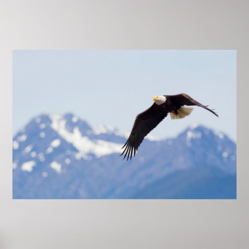 Bald Eagle in Flight Olympic Mountains Poster