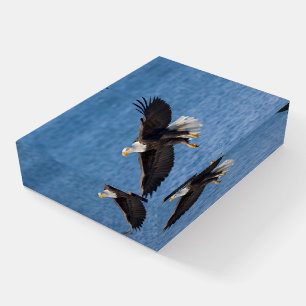 Bald eagle in flight paperweight