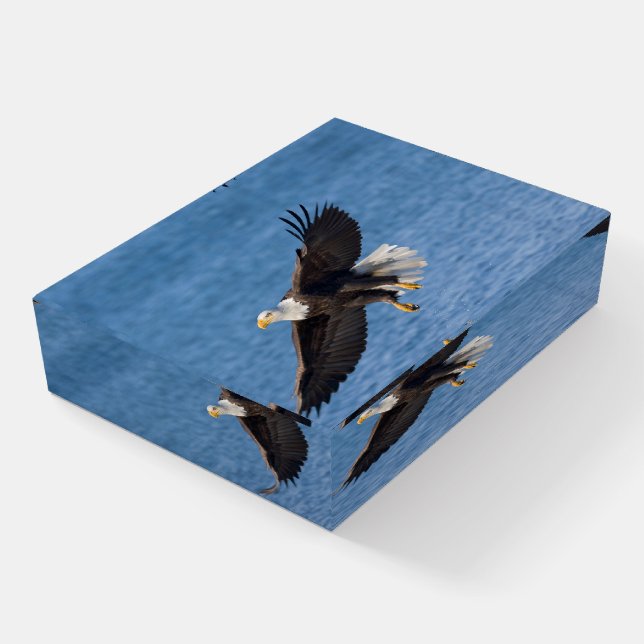 Bald eagle in flight paperweight (Angled)