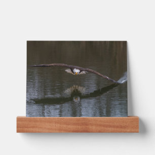 Bald Eagle in Flight Picture Ledge