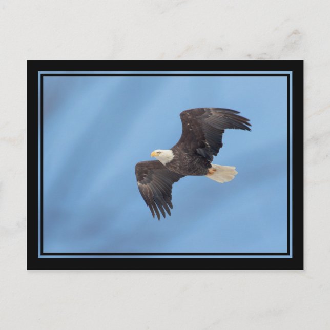 Bald Eagle in flight Postcard (Front)