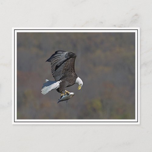 Bald Eagle in flight Postcard
