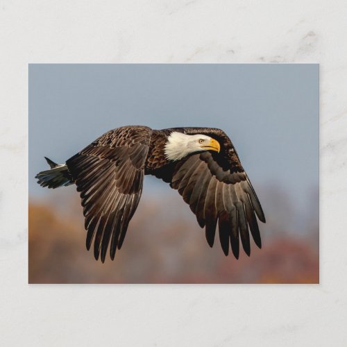 Bald Eagle in flight Postcard