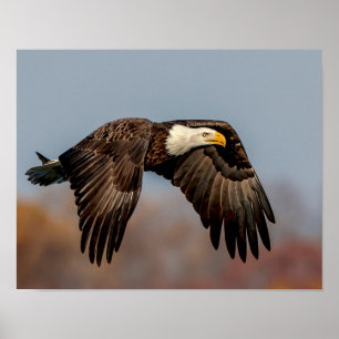 Bald Eagle in flight Poster