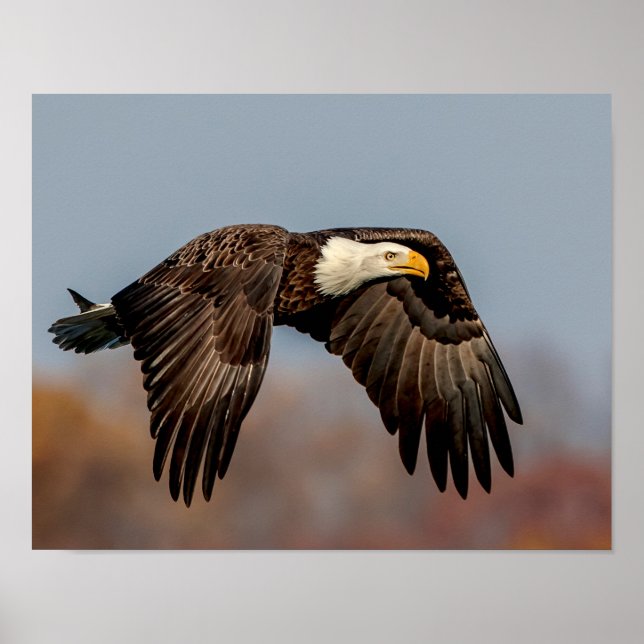 Bald Eagle in flight Poster (Front)