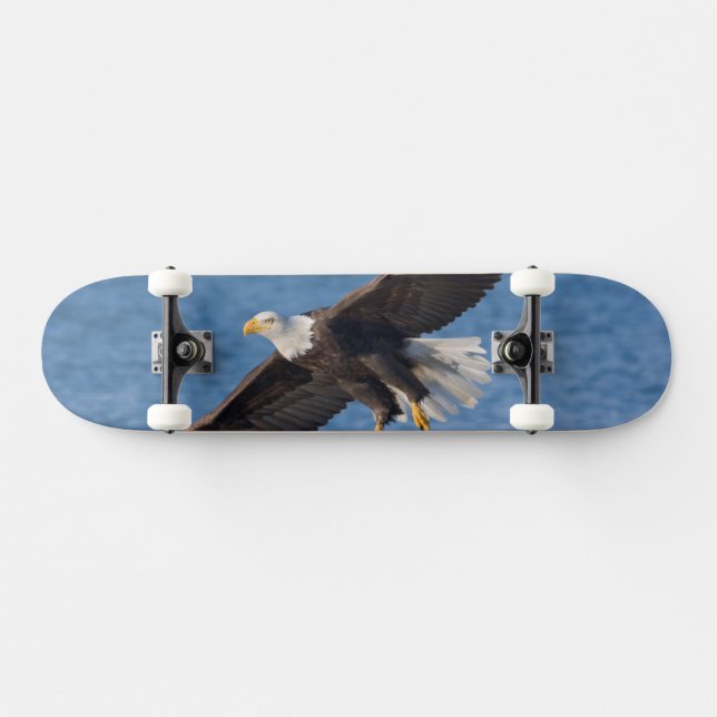 Bald eagle in flight skateboard (Horz)