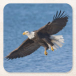 Bald eagle in flight square paper coaster<br><div class="desc">Bald eagle,  Homer,  Southcentral Alaska</div>