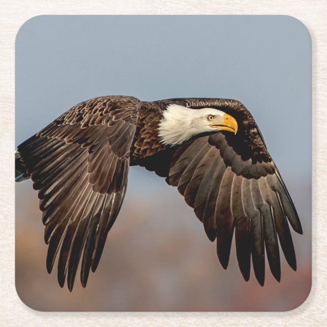 Bald Eagle in flight Square Paper Coaster (Front)