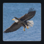 Bald eagle in flight square wall clock<br><div class="desc">Bald eagle,  Homer,  Southcentral Alaska</div>