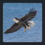 Bald eagle in flight square wall clock<br><div class="desc">Bald eagle,  Homer,  Southcentral Alaska</div>