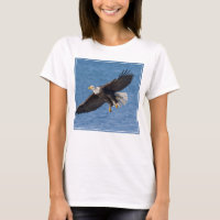 Bald eagle in flight