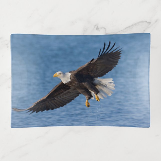 Bald eagle in flight trinket tray (Front)