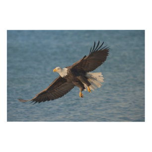 Bald eagle in flight wood wall art