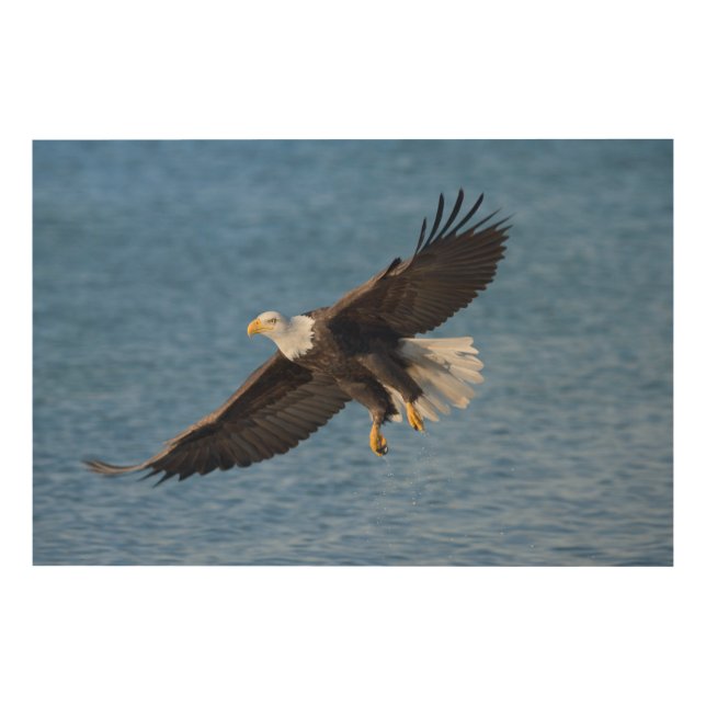 Bald eagle in flight wood wall art (Front)