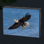 Bald eagle in flight wooden box sign<br><div class="desc">Bald eagle,  Homer,  Southcentral Alaska</div>