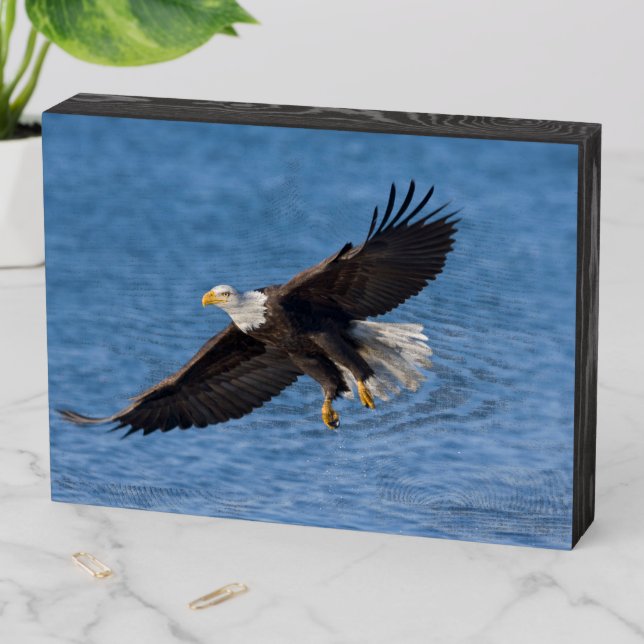 Bald eagle in flight wooden box sign (In Situ Horizontal)