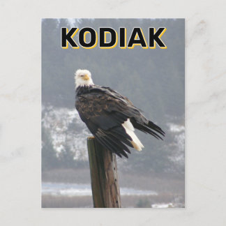 Bald Eagle In Kodiak, Alaska Postcard