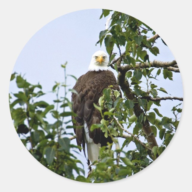 Bald Eagle in Tree Classic Round Sticker (Front)