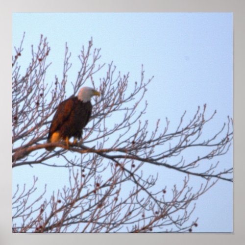 Bald Eagle in Tree Poster