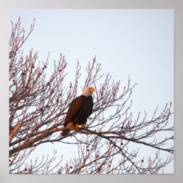 Bald Eagle in Tree Poster (Front)