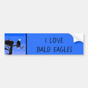 Bald Eagle in Winter - Original Wildlife Art Bumper Sticker