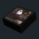 Bald Eagle Jewelry Box<br><div class="desc">An impressive photo of a majestic adult bald eagle. Photo by Joshua J. Cotten.</div>
