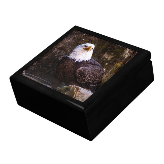 Bald Eagle Jewelry Box (Side)