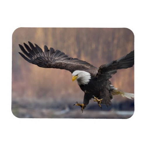 Bald Eagle landing Magnet
