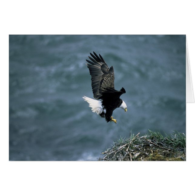 Bald Eagle Landing on Nest All Occasions Greeting  Cards (Front Horizontal)