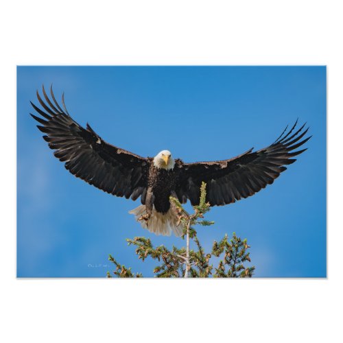 Bald Eagle Landing Photo Print