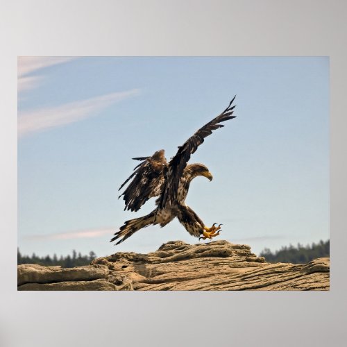 Bald Eagle Landing Poster