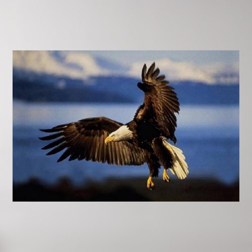 Bald Eagle Landing poster