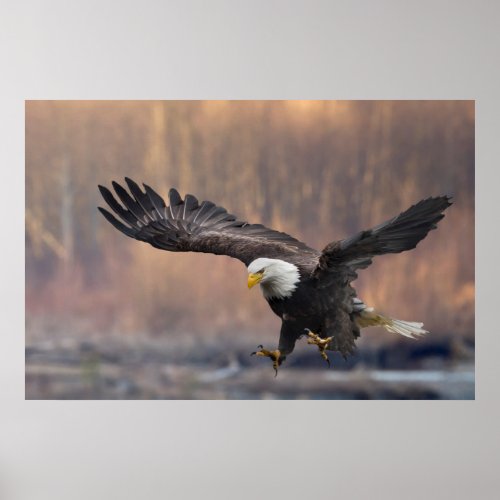 Bald Eagle landing Poster