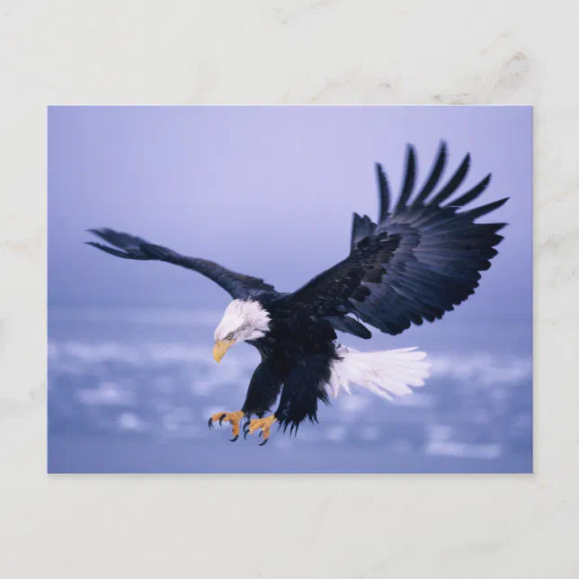 Bald Eagle Landing Wings Spread in a Storm, Postcard | Zazzle