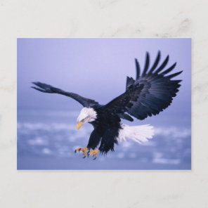 Bald Eagle Landing Wings Spread in a Storm, Postcard