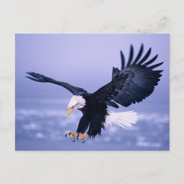 Bald Eagle Landing Wings Spread in a Storm, Postcard (Front)