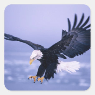 Bald Eagle Landing Wings Spread in a Storm, Square Sticker