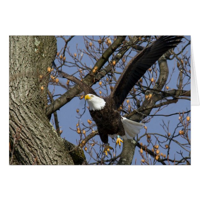 Bald Eagle Leap Cards (Front Horizontal)