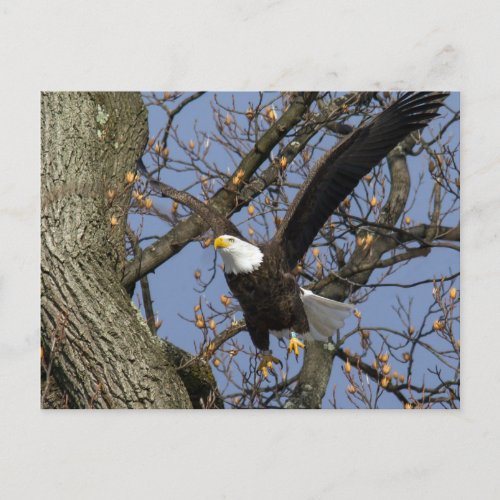Bald Eagle Leap Postcard