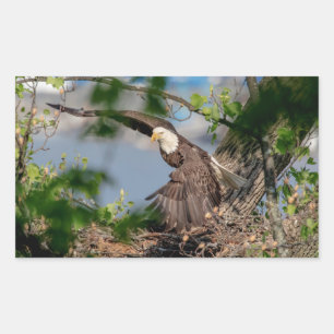 Bald Eagle leaving the nest Rectangular Sticker