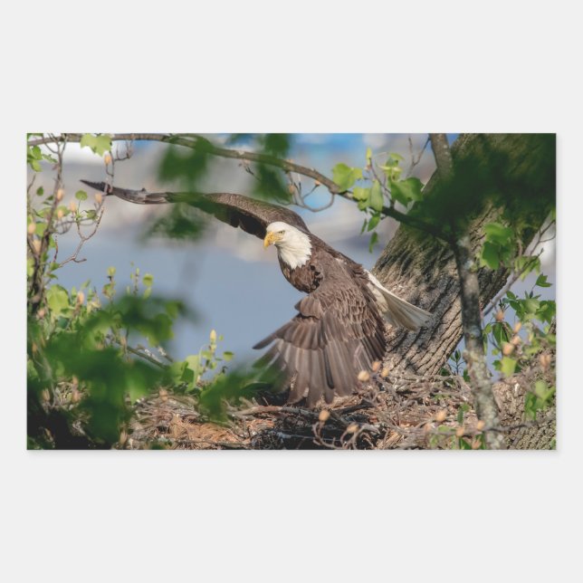 Bald Eagle leaving the nest Rectangular Sticker (Front)