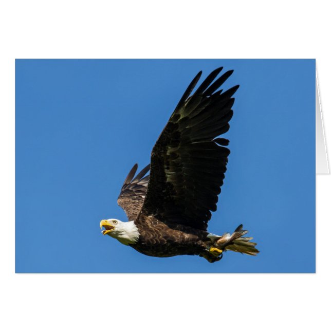 Bald Eagle, Lets Do Lunch Cards (Front Horizontal)