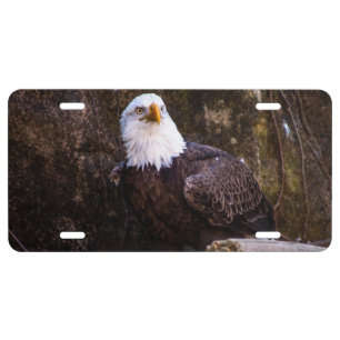 Bald Eagle License Plate