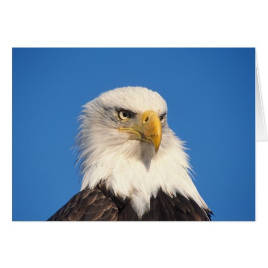 Bald Eagle Look Cards (Front Horizontal)