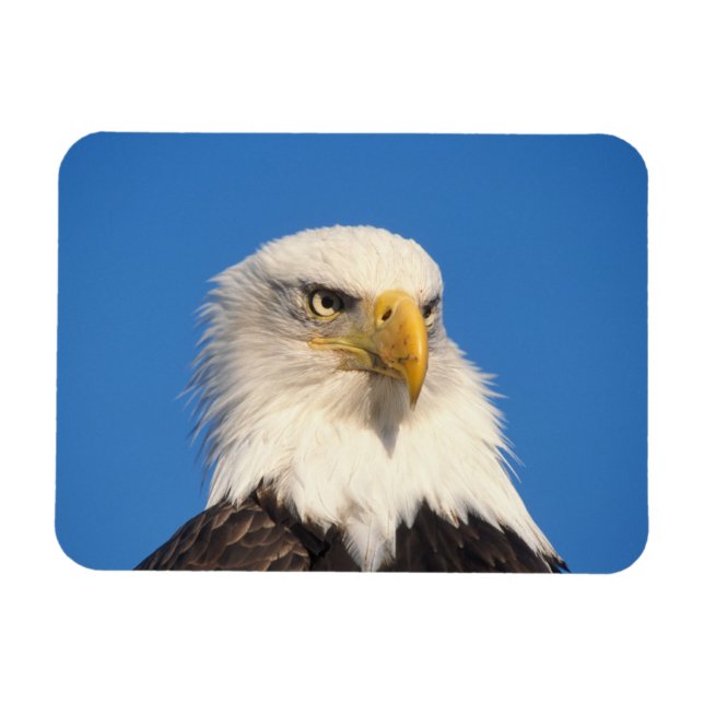 Bald Eagle Look Magnet (Horizontal)