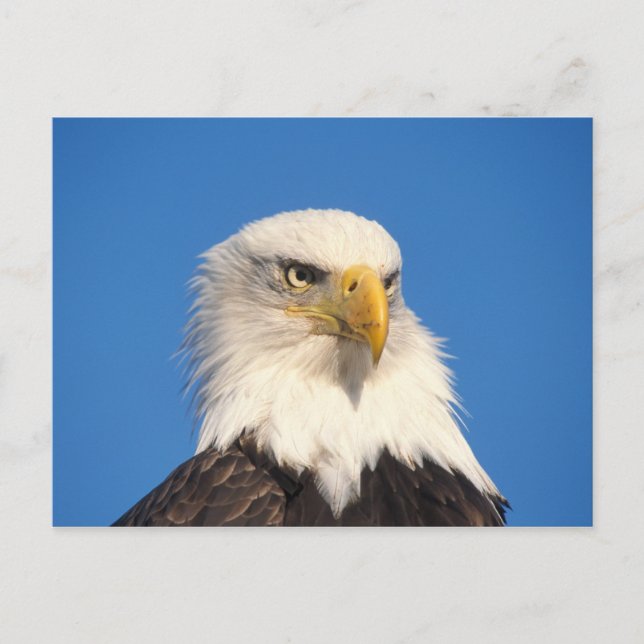 Bald Eagle Look Postcard (Front)