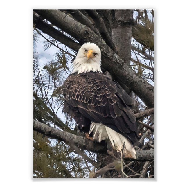 Bald Eagle Looking At Me Photo Print (Front)