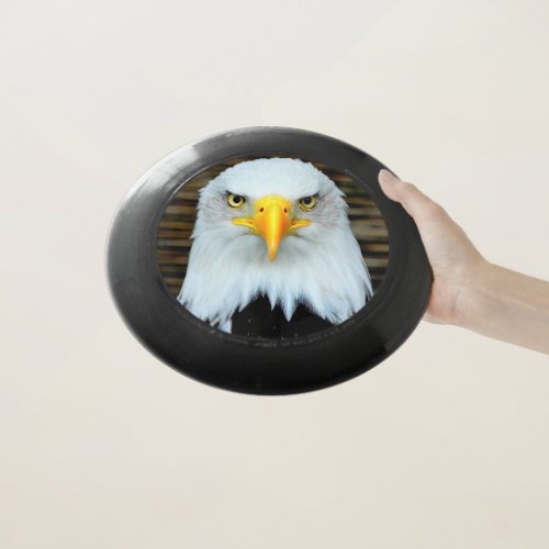 Bald Eagle Looking Frisbee