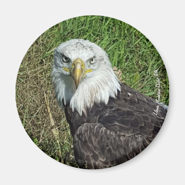 Bald Eagle Magnet (Front)