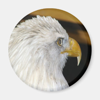 Bald Eagle Magnet